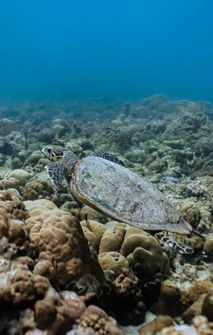 Diving