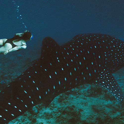 DIVING