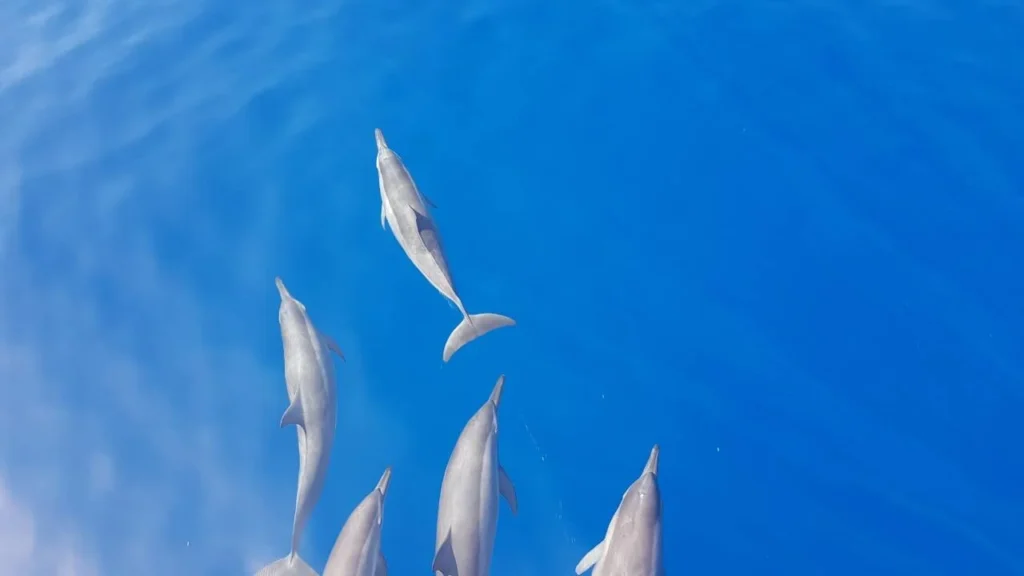 Dolphin Spotting Trip