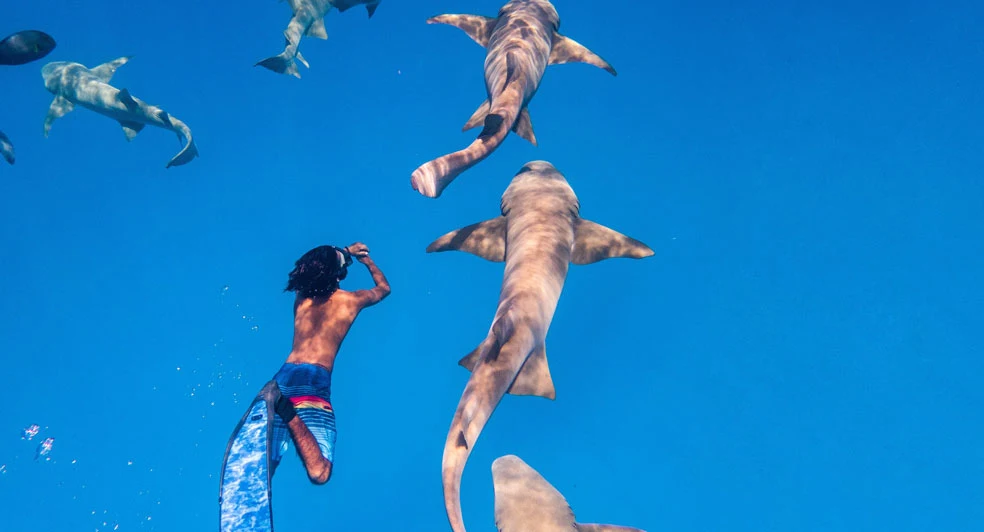 Nurse Shark Snorkeling