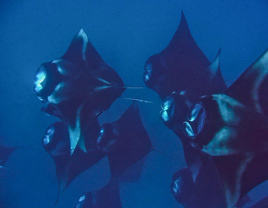 Hanifaru Bay