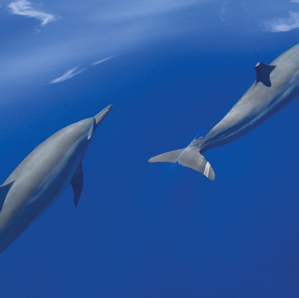 Sunset Dolphin Cruise