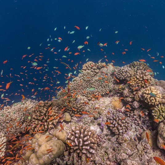 Diving