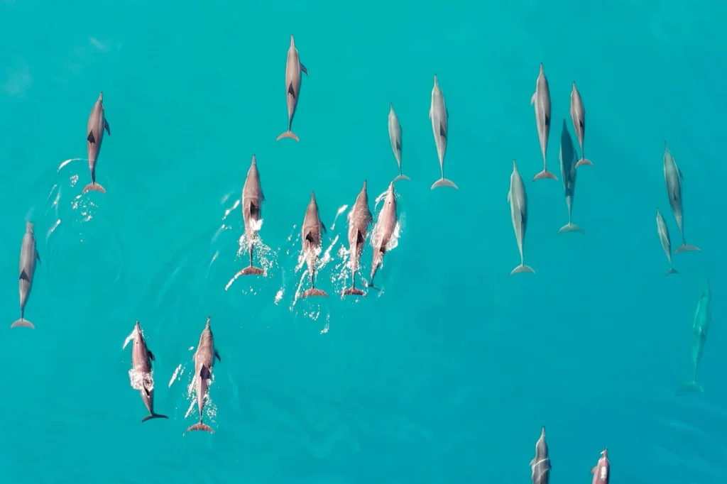 Dhoni Sunset Dolphin Cruise