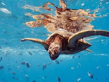 Marine Biology Station