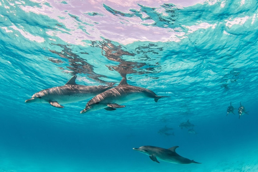 Dolphin Sanctuary